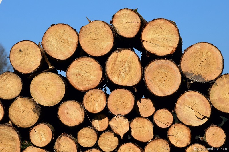 В Калининграде на Флотской улице незаконно нарубили деревьев на 100 тысяч рублей