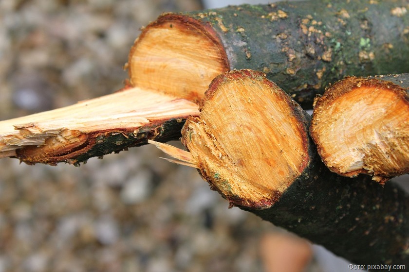 Двухлетний условный срок получил калининградец за повреждение 14 деревьев