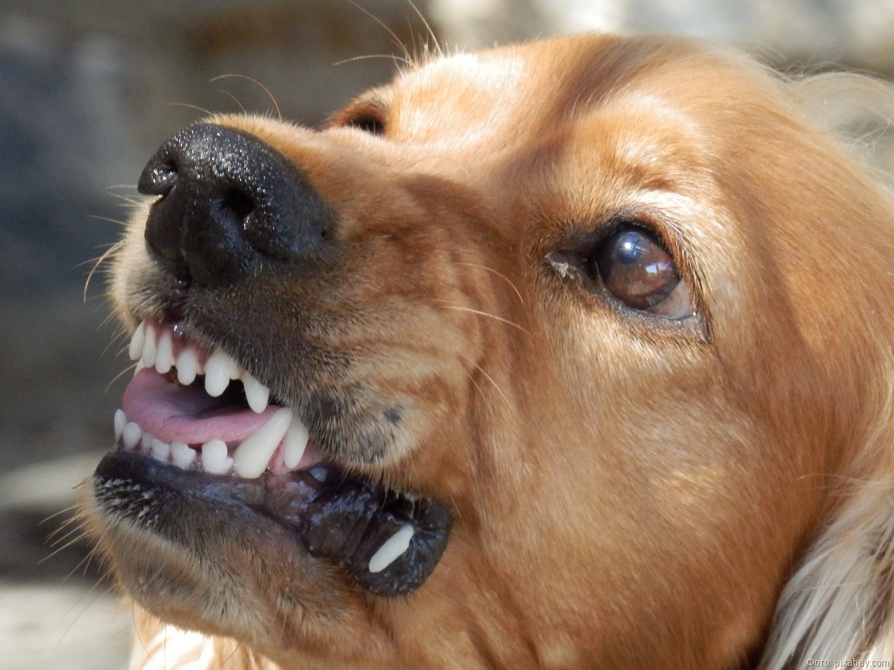 Калининградка решила отсудить 150 тысяч за укус собаки