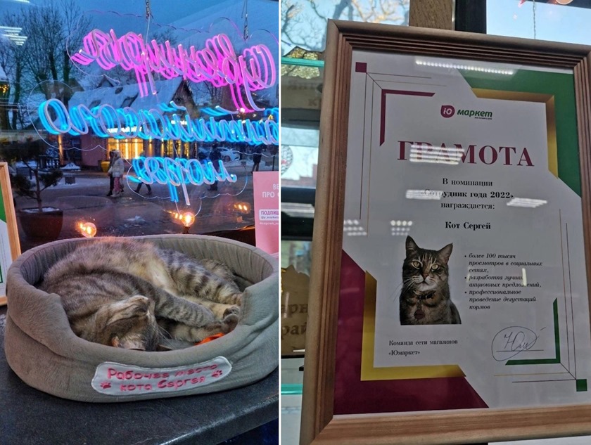 Роспотребнадзор отреагировал на историю кота Сергея, изгнанного из магазина