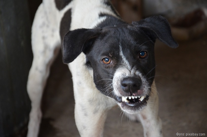 Суд обязал калининградцев поставить забор из-за 50 собак