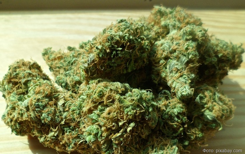 Житель Нестерова выращивал в огороде марихуану