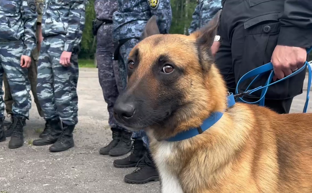 Кинологи Калининградской области отличились на областных соревнованиях