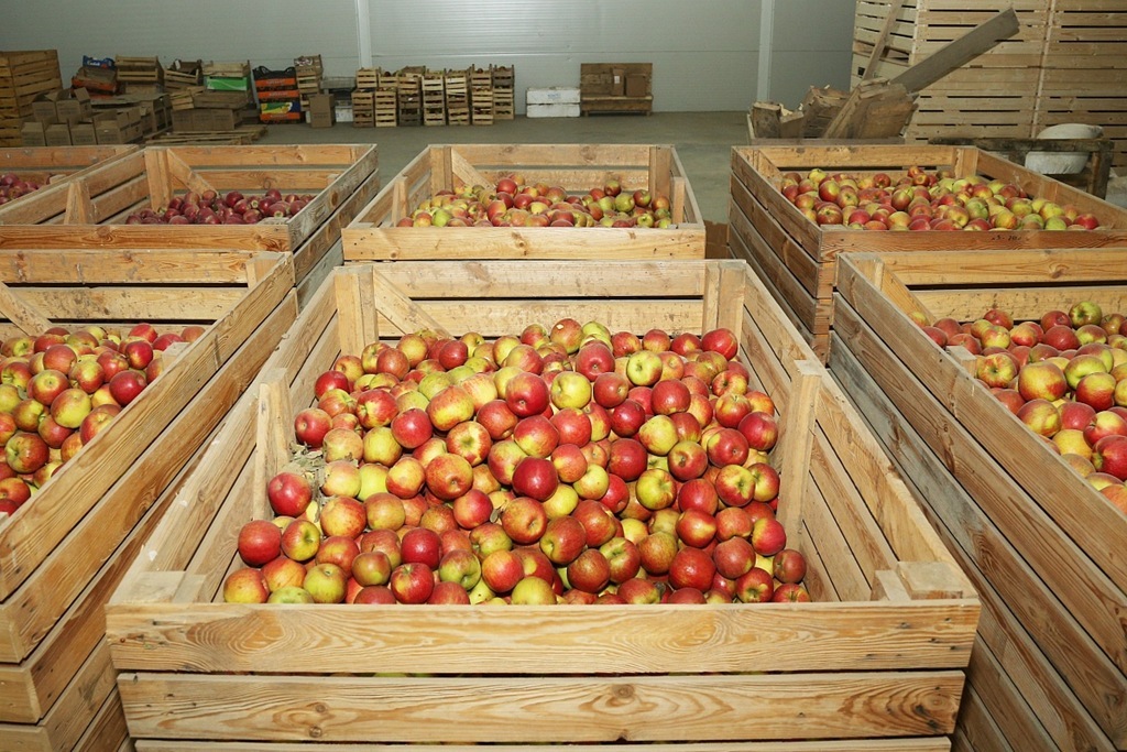 В Калининградскую область завезли 137 тыс. тонн растительной продукции