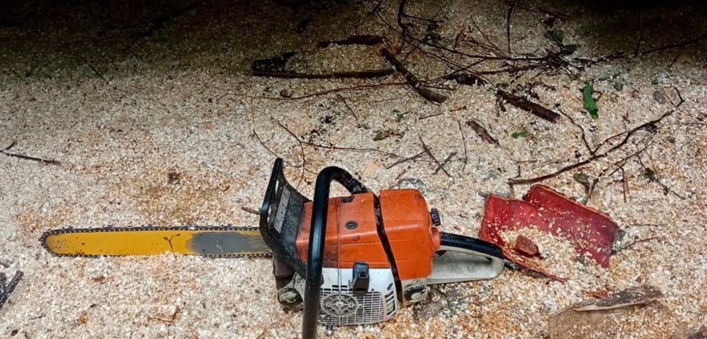 Рейд пресёк варварскую вырубку сосны