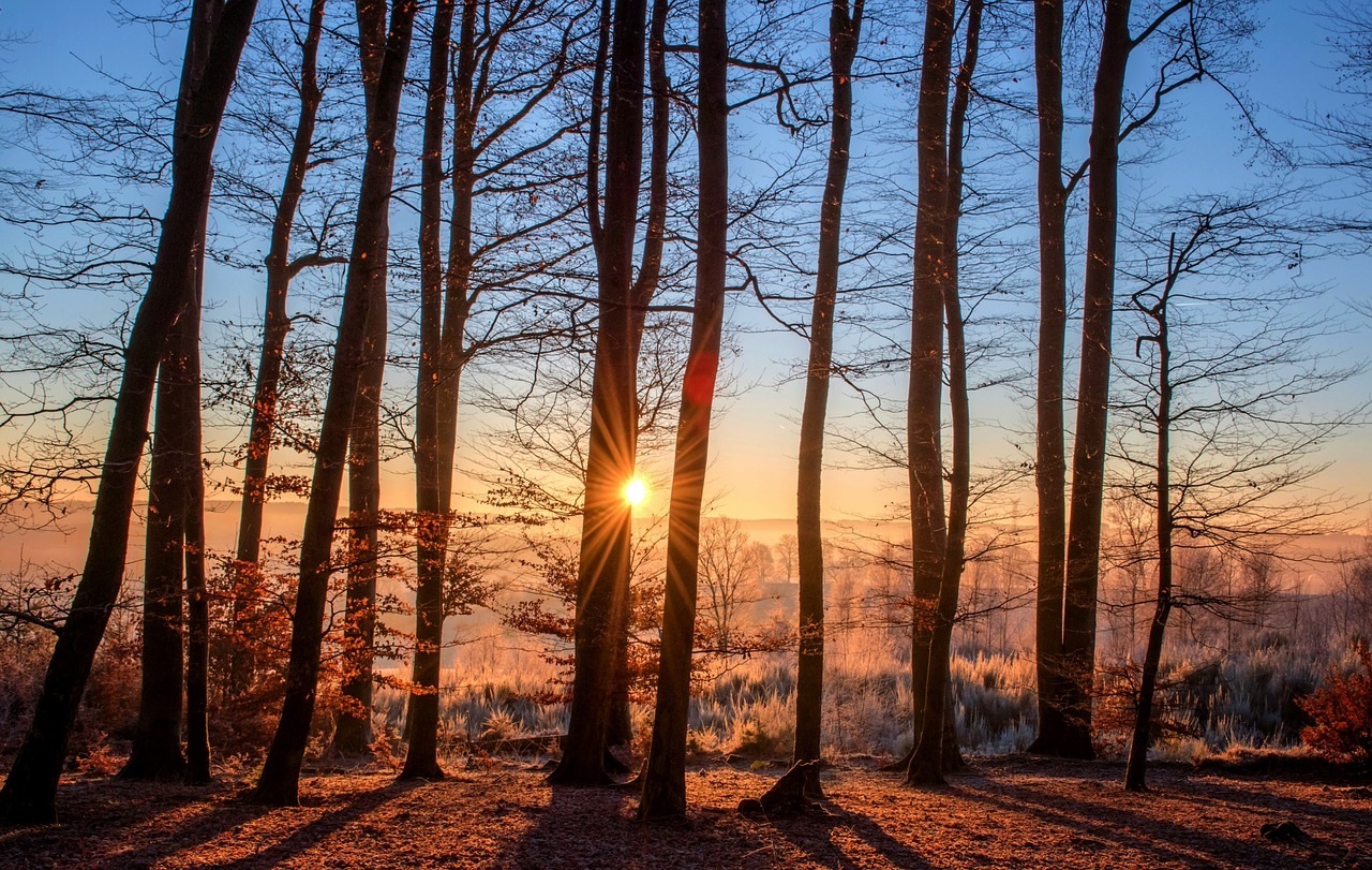 Фото: pixabay.com